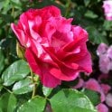 Guy Savoy Potted Rose