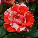 Hanky Panky Potted Rose