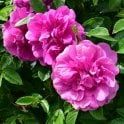 Hansa Potted Rose