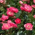 Happy Memories Potted Rose