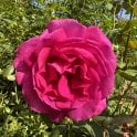 Buxom Beauty Potted Rose