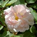 Penelope Bare Root (Shrub Rose) Bundle