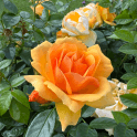 Queen Bee Potted Rose