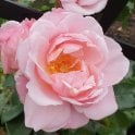 Oxford Physic Rose Potted Rose