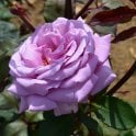 Twice In A Blue Moon Potted Rose