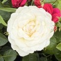 Lady Jack Bare Root