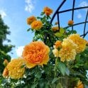 Leah Tutu Potted Rose