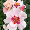 SEE YOU® in Red Bare Root Rose