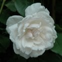 Madame Alfred Carriere Potted Rose