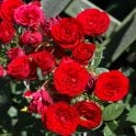 Ruby Wishes Potted Rose