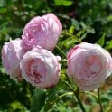 Madame Pierre Oger Potted Rose