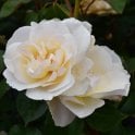 Nelson's Pride Potted Rose