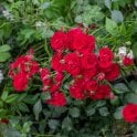 Flower Carpet Cherry Potted Rose