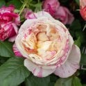 Claude Monet (Climber) Potted Rose