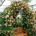 Phyllis Bide Potted Rose