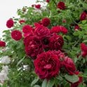 Highgrove Potted Rose