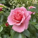 Festive Jewel Potted Rose