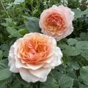 The Athenaeum Rose Bare Root Rose