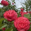 Antique Potted Rose