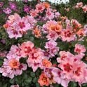 For Your Eyes Only Potted Rose