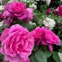 Sughran Bare Root Rose