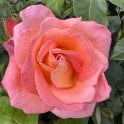 Inspiration Potted Rose