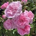 Rural England Potted Rose