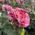 Abracadabra Bare Root Rose