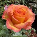 Happy Birthday Potted Rose