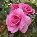 Pippin Potted Rose