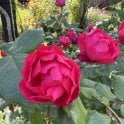 Cherry Bonica