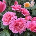 Anne's Rose Potted Rose
