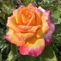 Sheila's Perfume Potted Rose