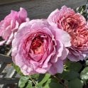 20th Anniversary Bare Root Rose