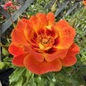 Babylon Eyes Flame Bare Root