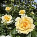 Grosvenor House Potted Rose