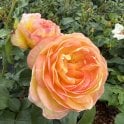 Belle De Jour Potted Rose