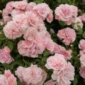 Bonica (Bush) Potted Rose