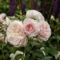 Our Beth Potted Rose