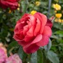 Hot Chocolate (Bush) Potted Rose