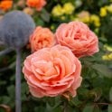 Mango Bare Rose