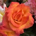 Redova Potted Rose