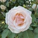 Gisela's Delight Potted Rose
