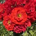 Grandpa's Rose Potted Rose