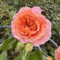 Joan Darwent Bare Root