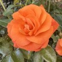 Precious Amber Potted Rose