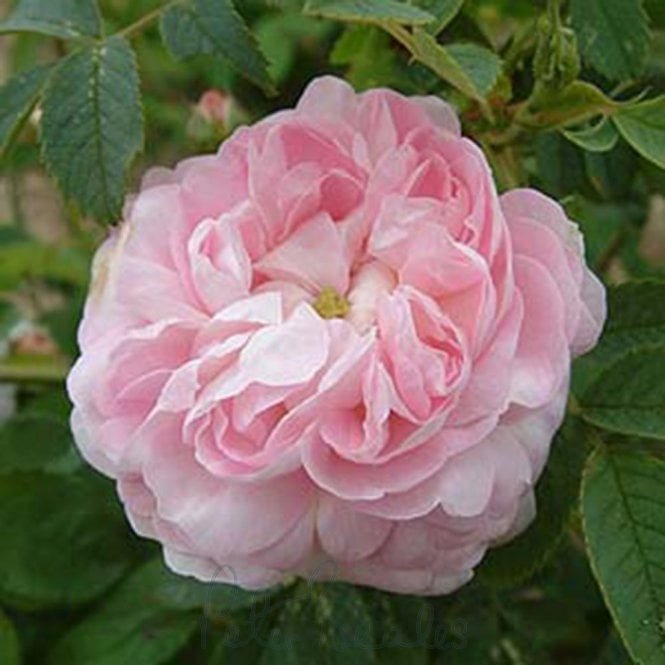 Prolifera Da Redoute