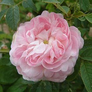 Prolifera Da Redoute Bare Root Rose