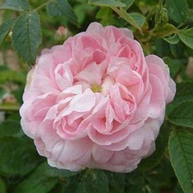 Prolifera Da Redoute