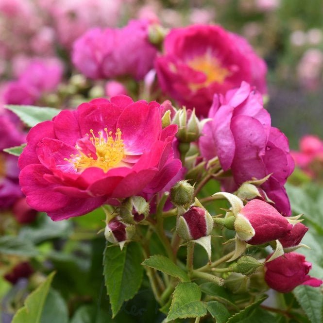 Purple Siluetta
